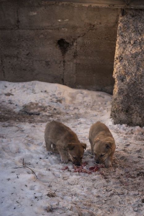 Щенки 3 мес. В добрые руки!