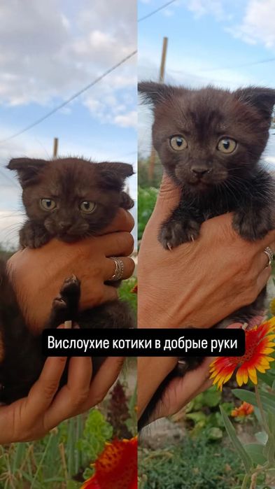 Котики в добрые руки