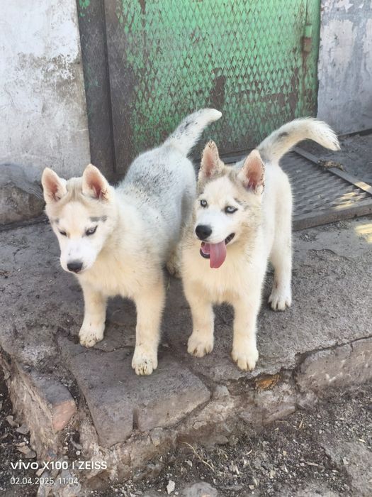 Очаровательные щенки сибирской хаски.