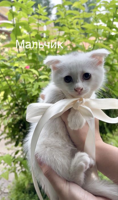 Котятки в любящие и надежные руки
