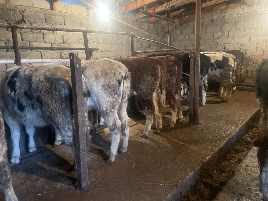 14 голов тёлочек продом только оптом