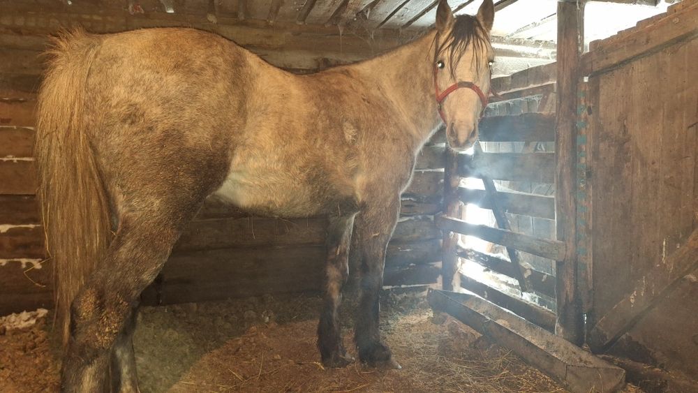 Продам жеребца 5 лет