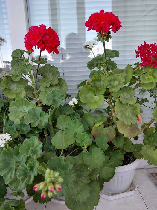 Кичести мушката микс цветове по няколко големи растения в саксия, 12 евро за саксия