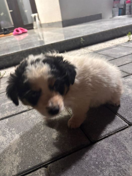 Ofer căței pentru adopție .