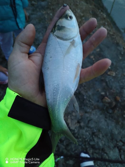 Crap puiet peste crap