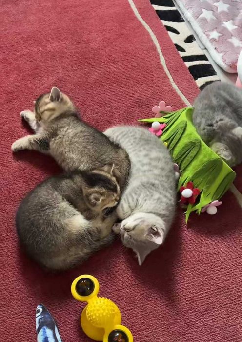 Британские котята