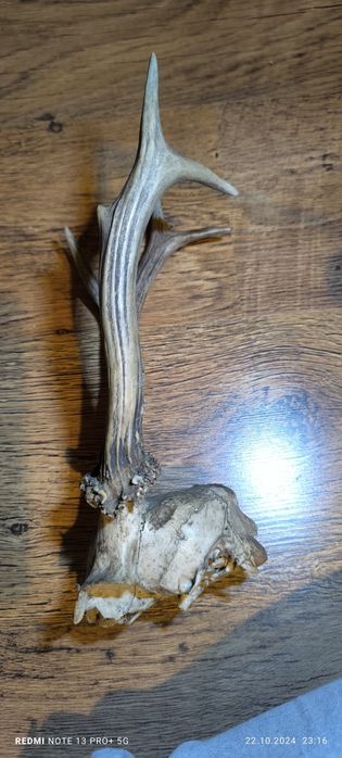 Рога от елен в добро състояние