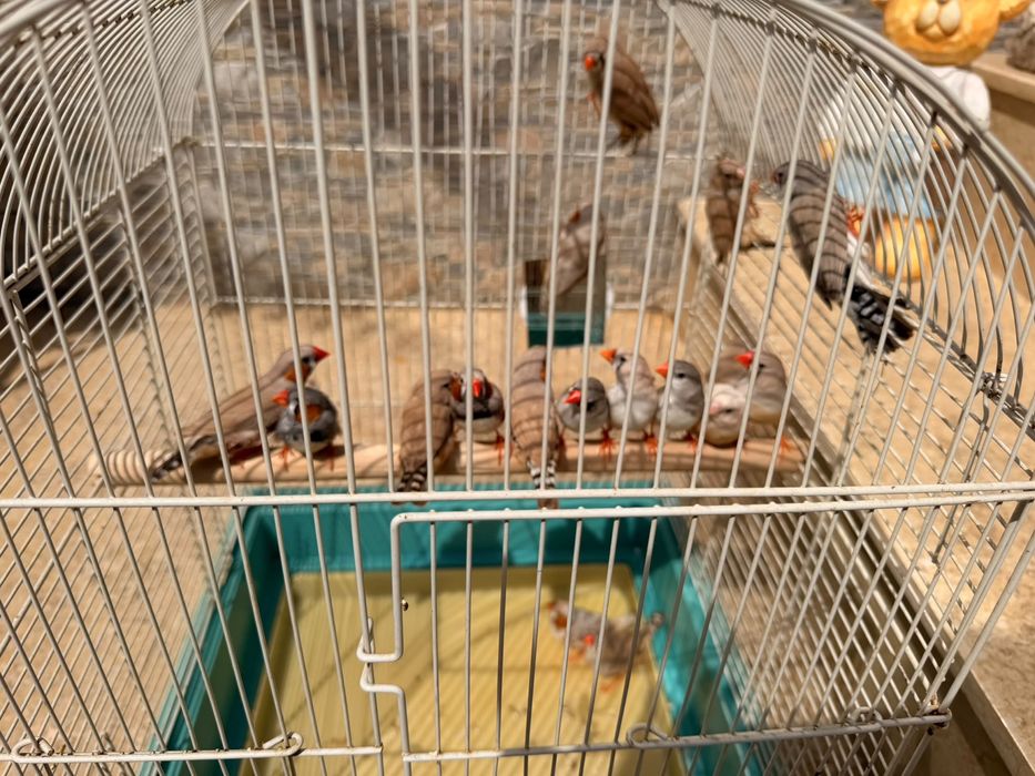 Cinteze păsări de colivie
