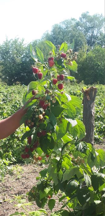 Продам саженцы малины