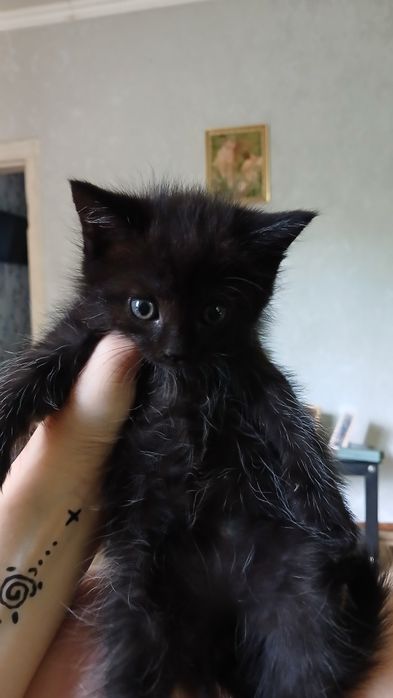 отдам котенка мальчика