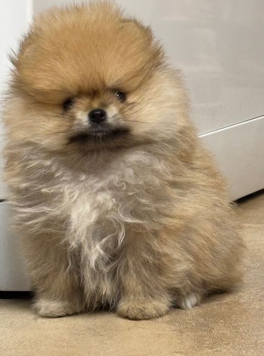 Померанчета - момчета