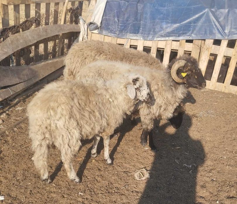 Vand 2 miei si o oaie in Giubega, jud. Dolj