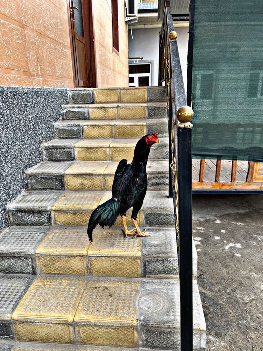 korea tozasi ishqivozlariga