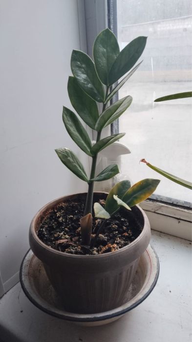 Домашние цветы разное