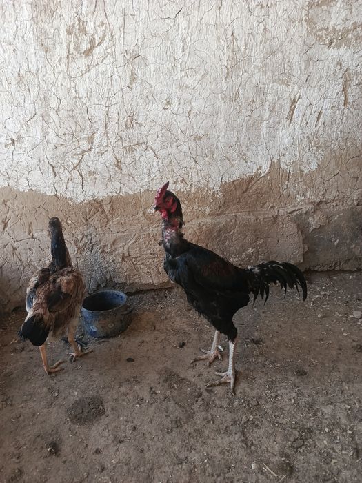 Продается петух..