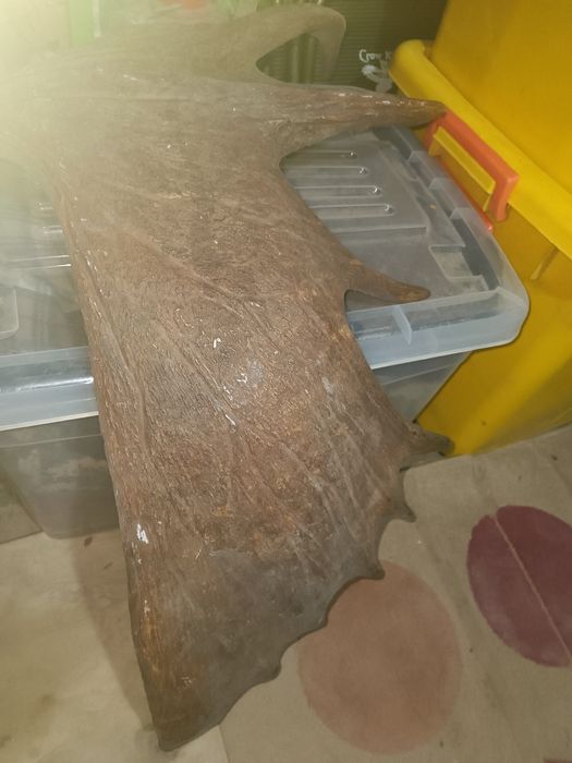 Рог лося. Для декора.