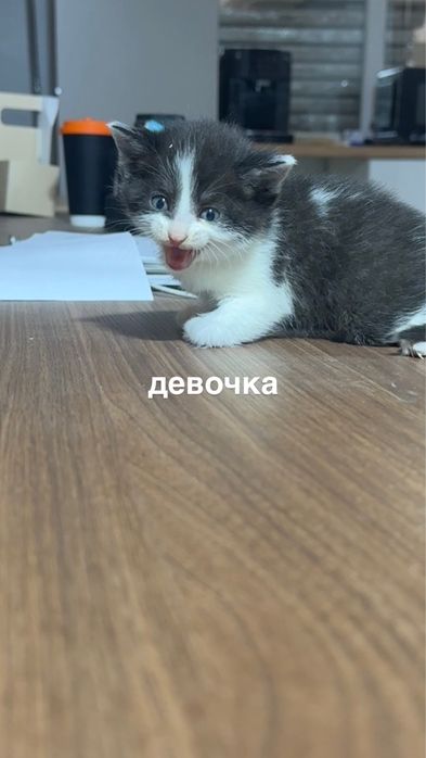 Котята беспллатно