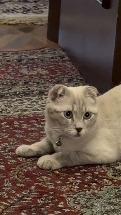 Кошка фолд для добрых рук
