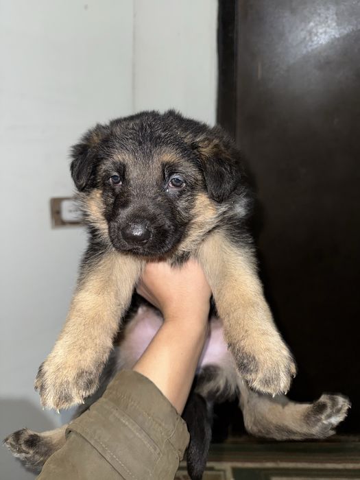 Продается щенок немецкой овчарки ( девочка)