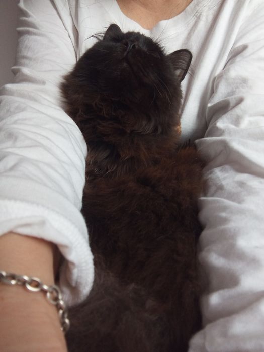 Отдам Чернышку в добрые руки