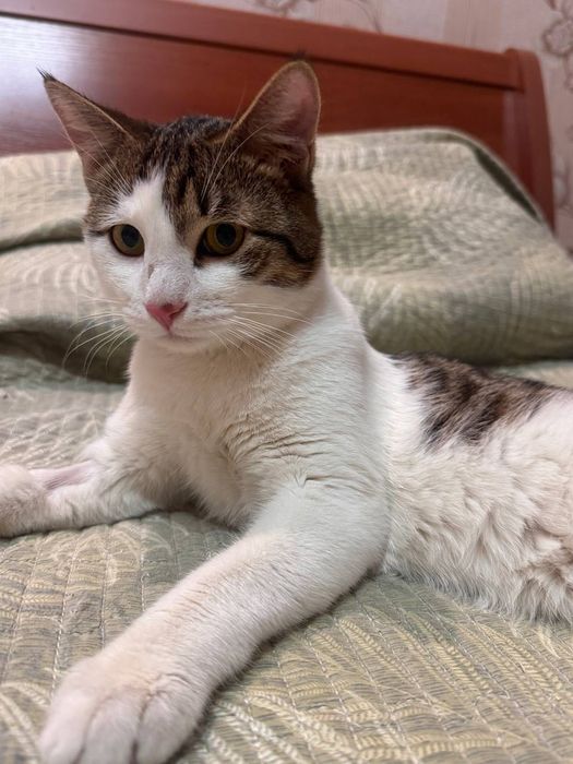 Добрым и ответственным людям замечательного котика