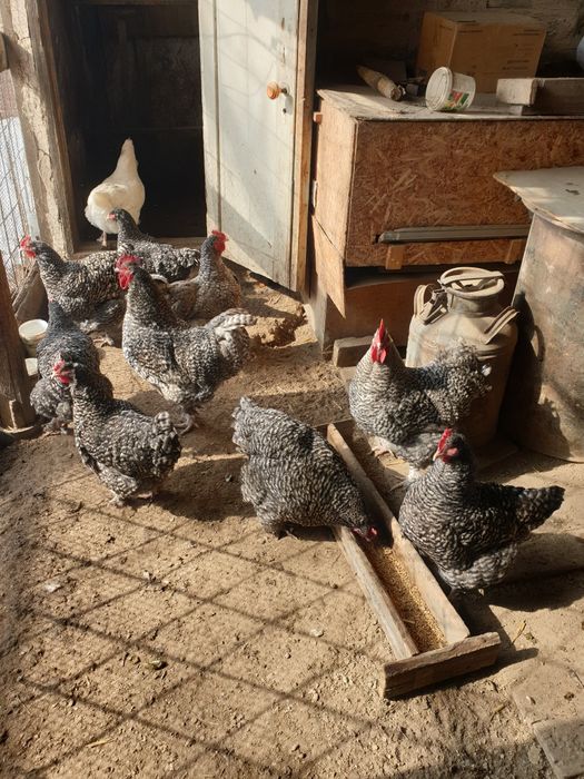 Инкубационные яйцо