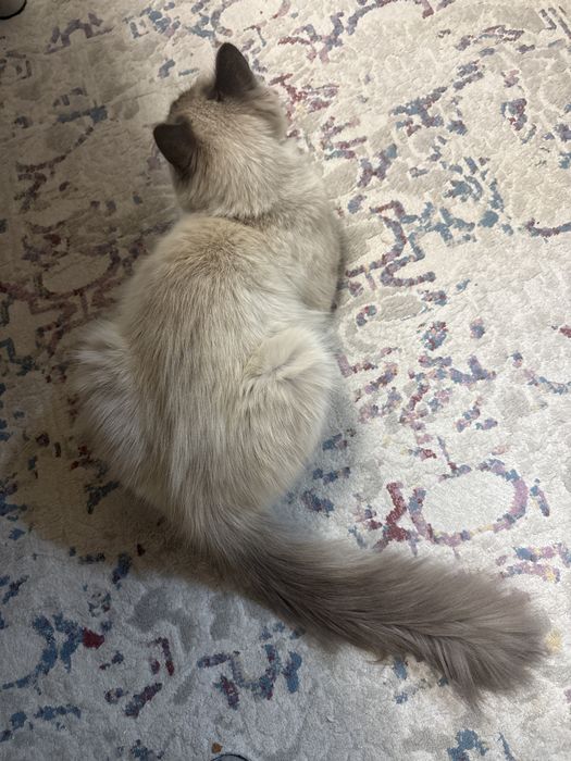 Отлам даром котика