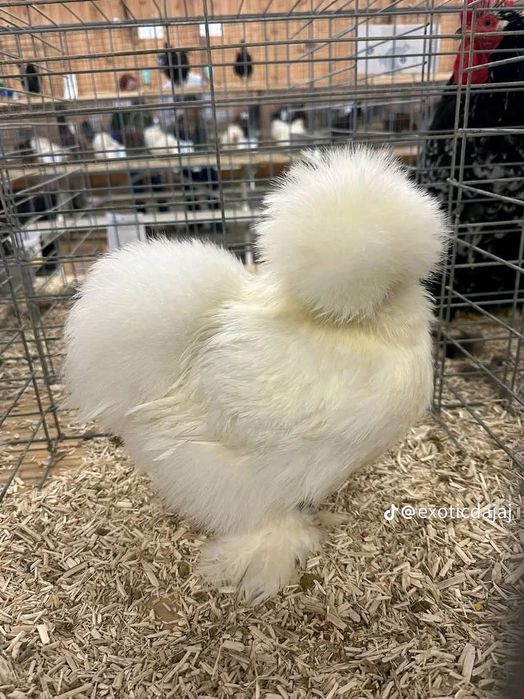 Сотилади куен парт шолк тухумлари. / 30000, / манзил шахрихон