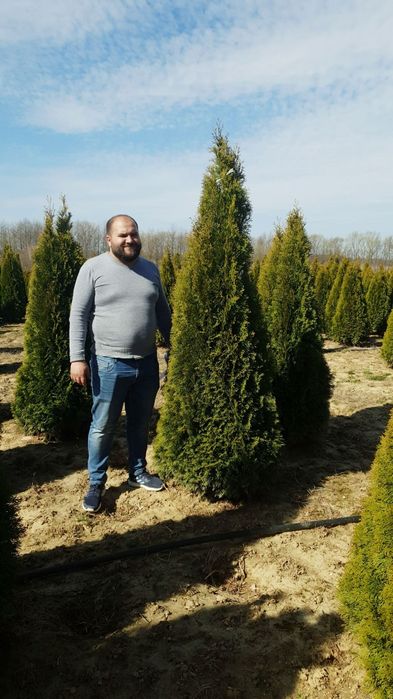 Tuia smaragd calitate extra toate dimensiunile Transport gratuit