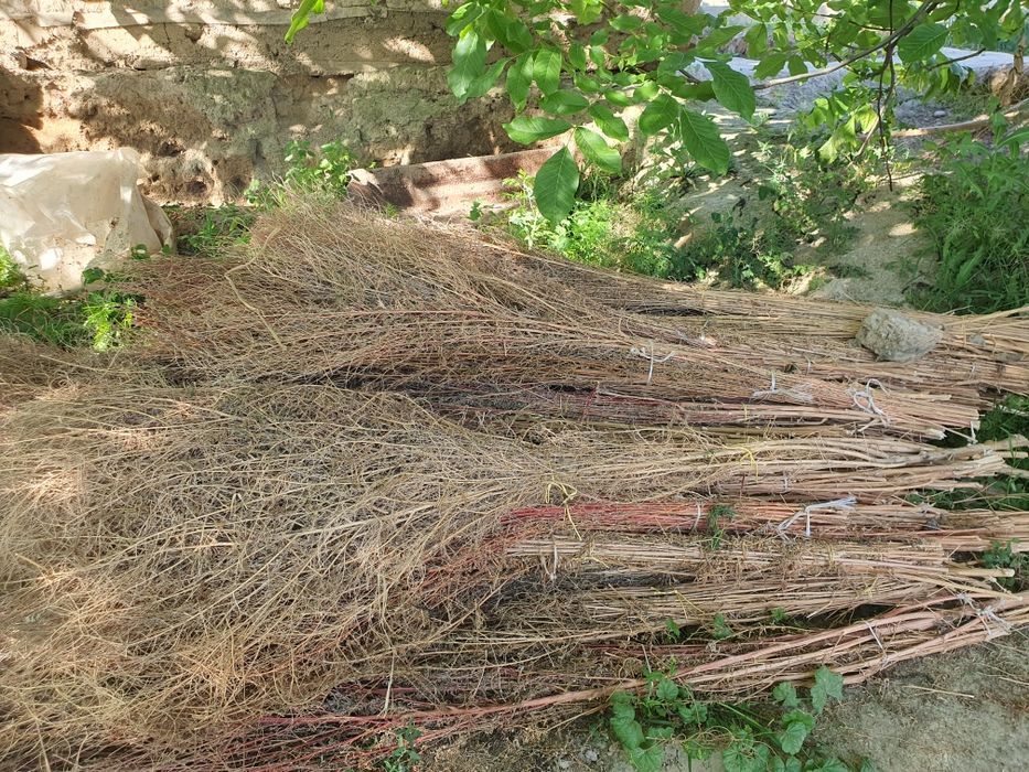 Hovli supirgi bor Веники разные для уличных работ