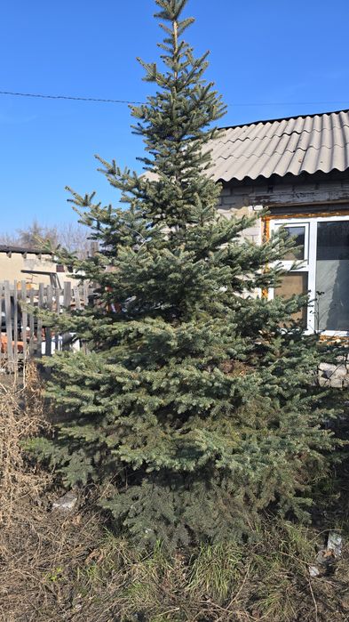 Продам голубую ель