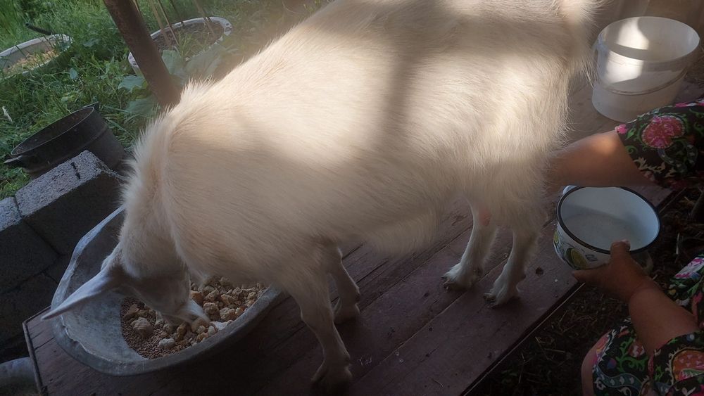 Козочка продаётся коза доиться