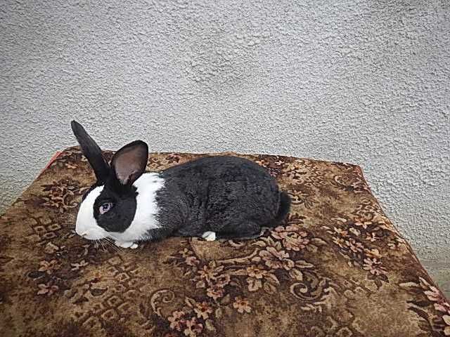 Vand iepuri Hycole francez - Masculi si femele