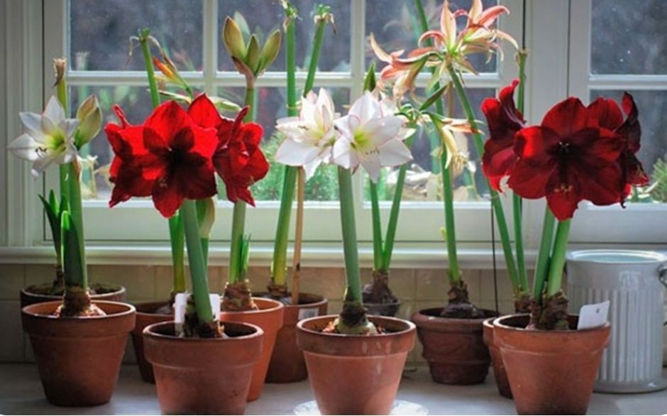 Амариллис восковая луковица