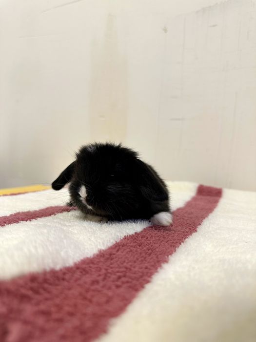 “Farzandingizga mehribon do‘st — Basmala Farm minik quyonlari!”