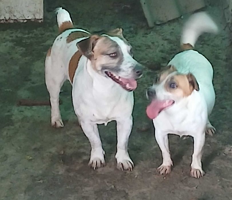 Джак ръсел! На три месеца!