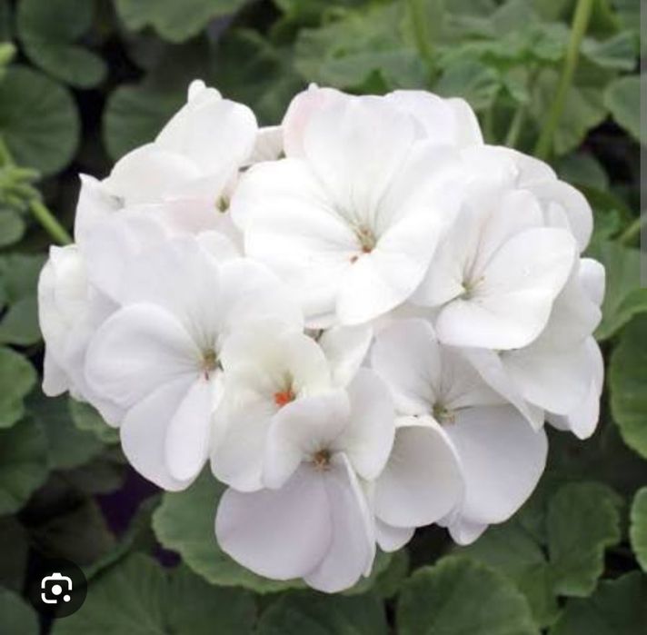 Герань королевская