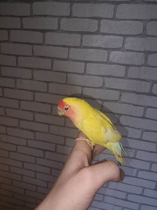 Nerazluchnik(moda/samka)