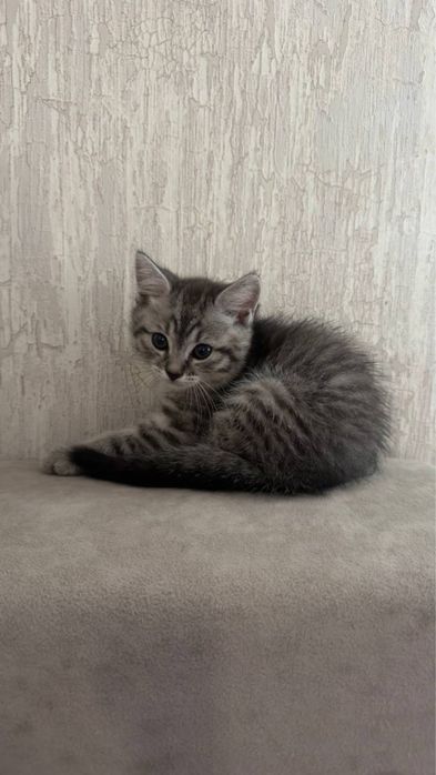 Продаются котята