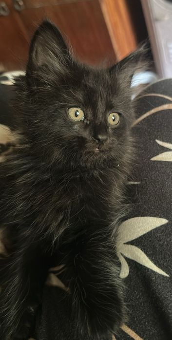Котята-подкидыши ищут дом!