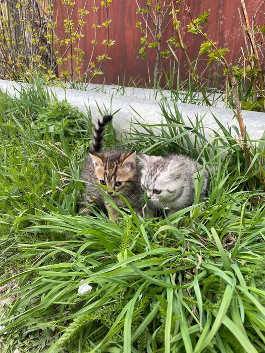 Продам котят Британские