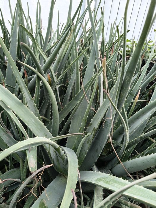 Продам розы, алоэ - вера.