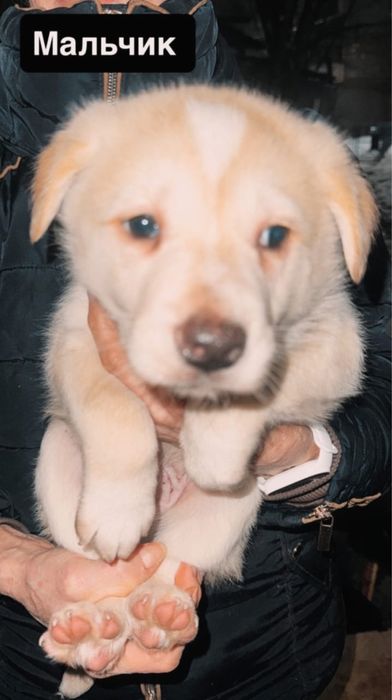 Щенки в зорошие руки