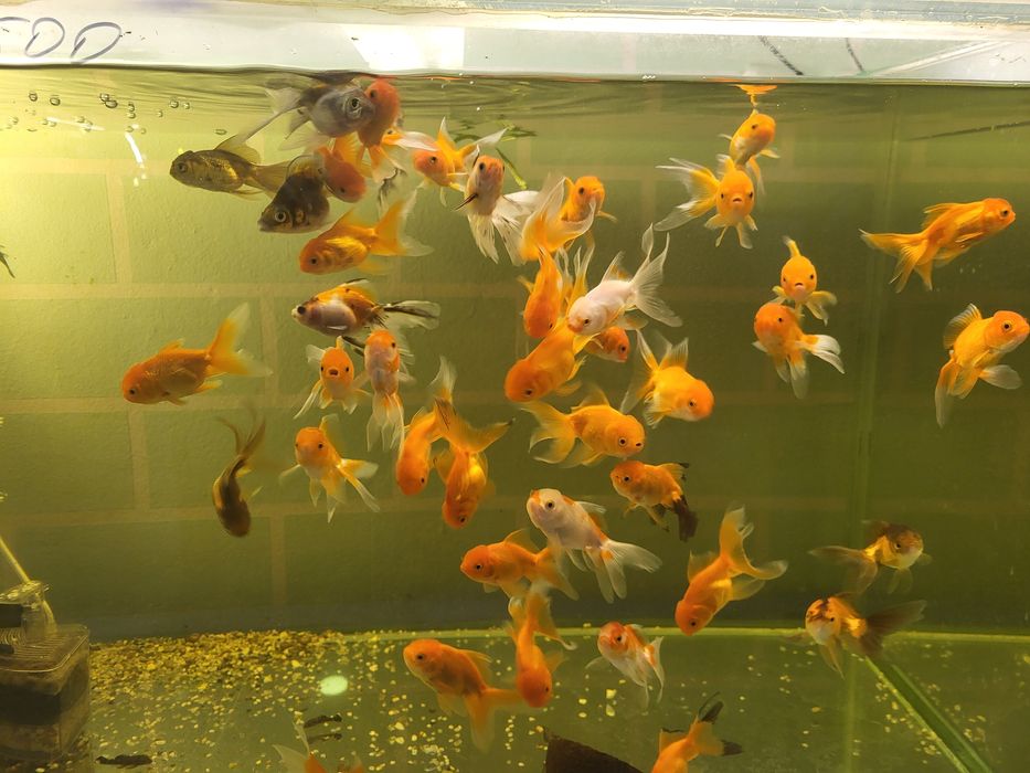 Продам золотых рыбок