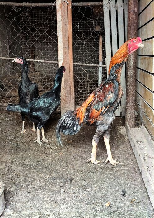 Дакан боец о шамо