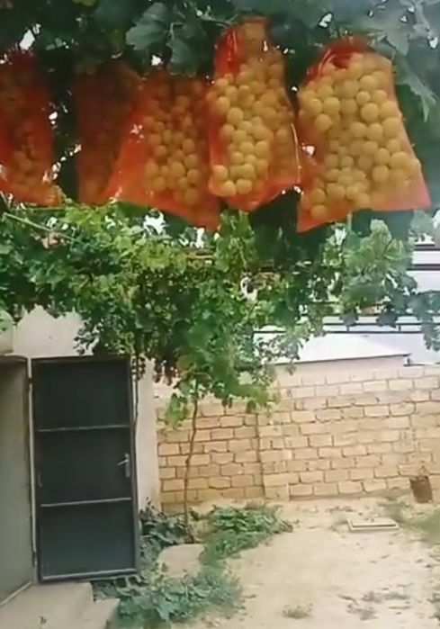 Жүзім шыбықтары сатылады