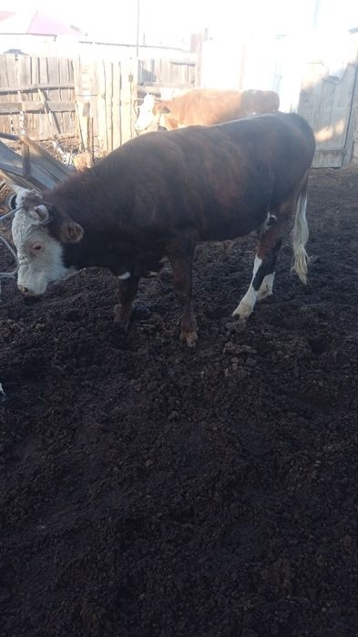 Бык сементал 2-х годовалый