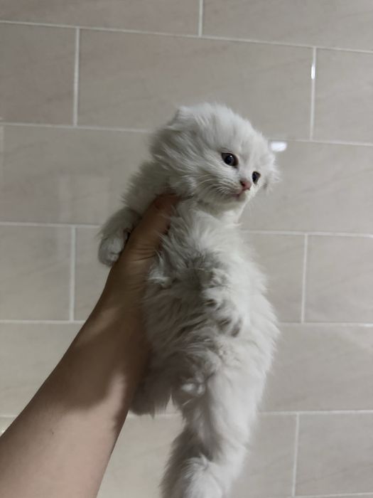 Девочка британка длиношерсная