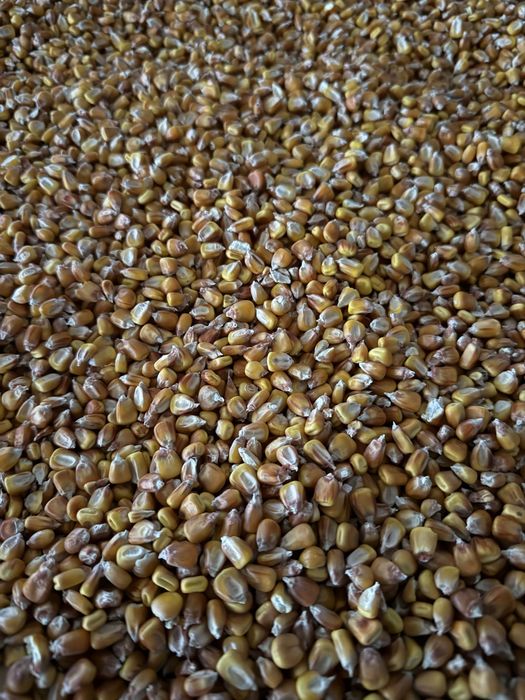 Cereale cultura 2025