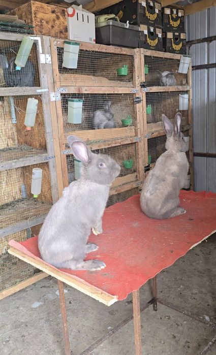 Vand iepuri secuiesc salander albastru